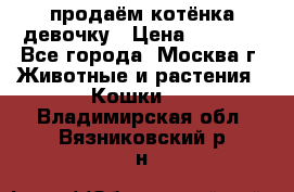 продаём котёнка девочку › Цена ­ 6 500 - Все города, Москва г. Животные и растения » Кошки   . Владимирская обл.,Вязниковский р-н